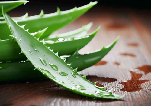 The Incredible Healing Powers of Pure Aloe Vera