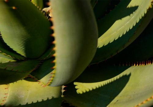 The Incredible Benefits of Incorporating Aloe Vera into Your Daily Routine