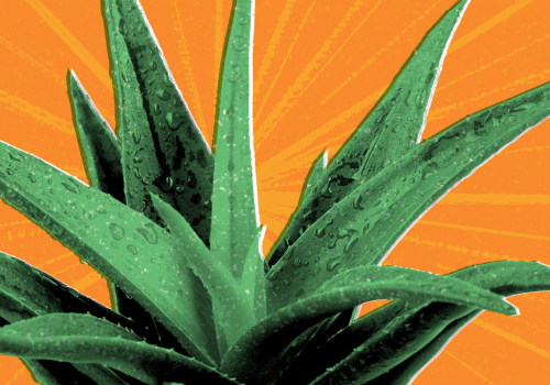 The Healing Powers of Aloe Vera: An Expert's Perspective